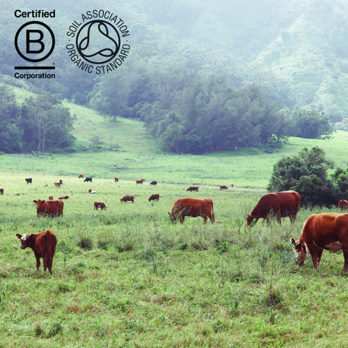 What does grass fed and pasture raised mean and why is it so important when sourcing animal products